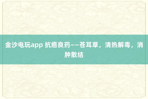 金沙電玩app 抗癌良藥——蒼耳草，清熱解毒，消腫散結(jié)